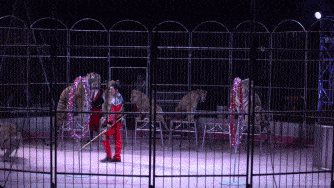 上海动物园熊群直接将人活活咬死！现场视频曝光：我不敢看（视频/组图） - 13