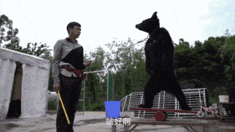 上海动物园熊群直接将人活活咬死！现场视频曝光：我不敢看（视频/组图） - 18
