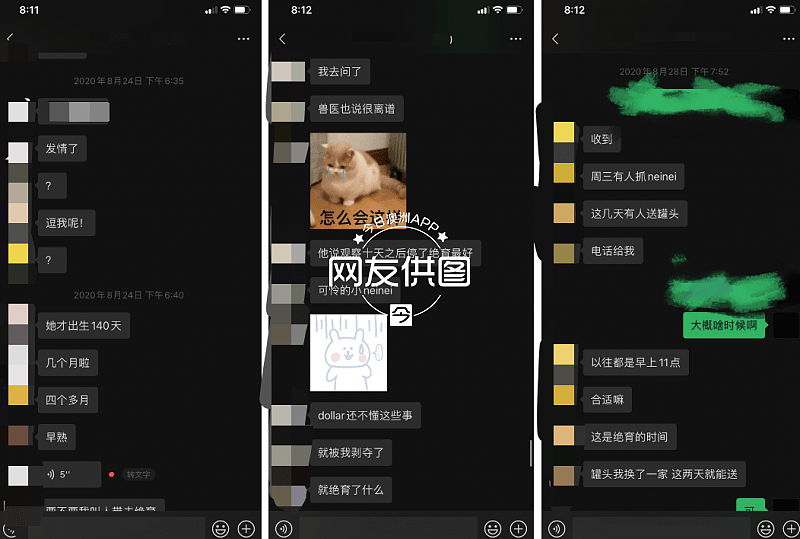 被批“设局拿猫要挟敲诈”，悉尼华人情侣发声明：绝未虐猫，寄养事件的公开回应（组图） - 8