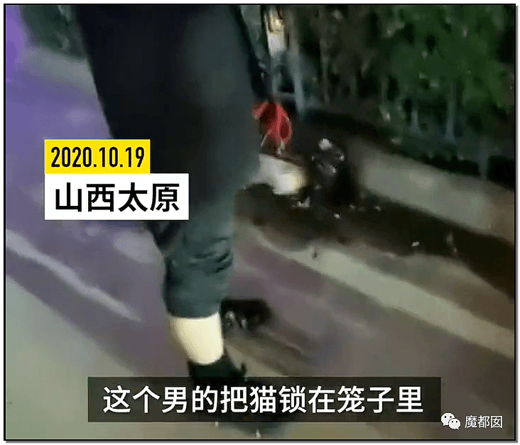 激怒央视！男子残忍用开水活活浇烫怀孕母猫事件引发全网悲愤（组图） - 3