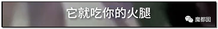 激怒央视！男子残忍用开水活活浇烫怀孕母猫事件引发全网悲愤（组图） - 7