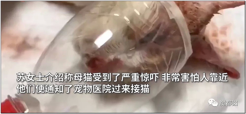 激怒央视！男子残忍用开水活活浇烫怀孕母猫事件引发全网悲愤（组图） - 37