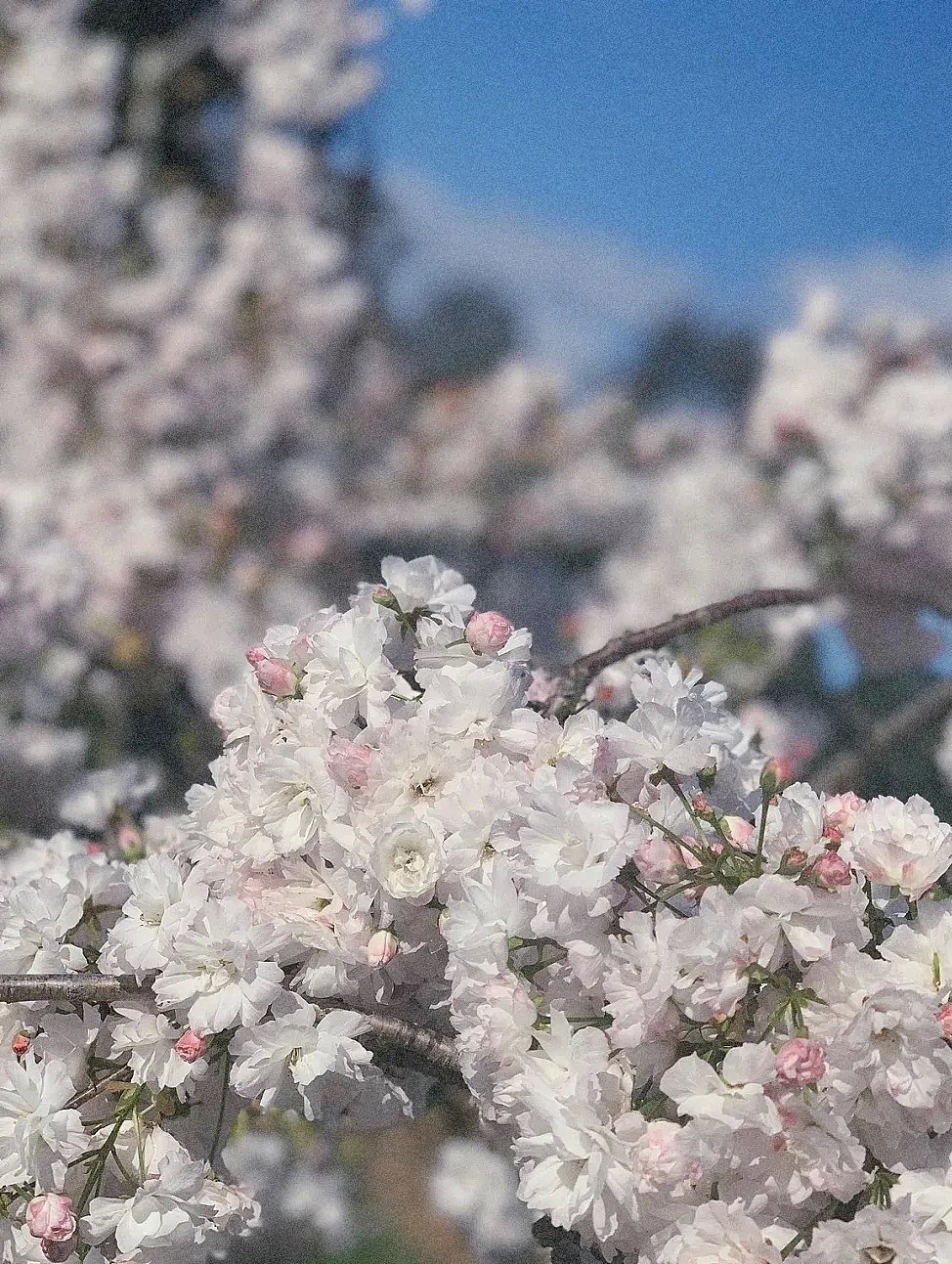 最后7天，免费赏花！墨尔本最美樱花林，CBD驾车仅半小时，来拍小红书同款大片 - 5