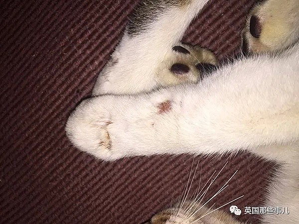 中国男子在海外虐猫，被捕还辩称