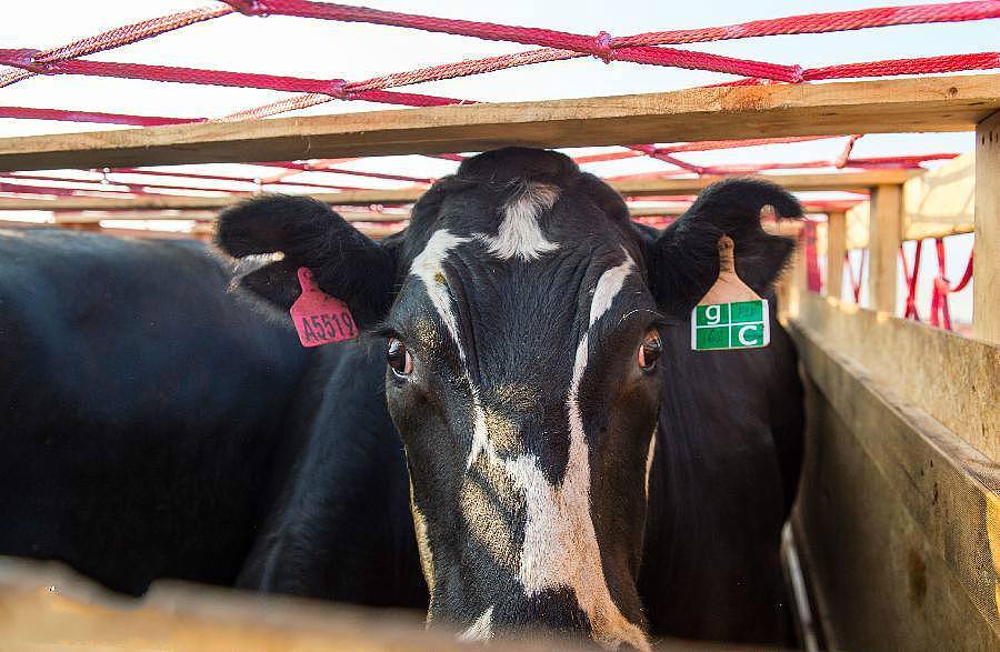 澳洲种牛赴华记：一头魅力公牛的深情独白