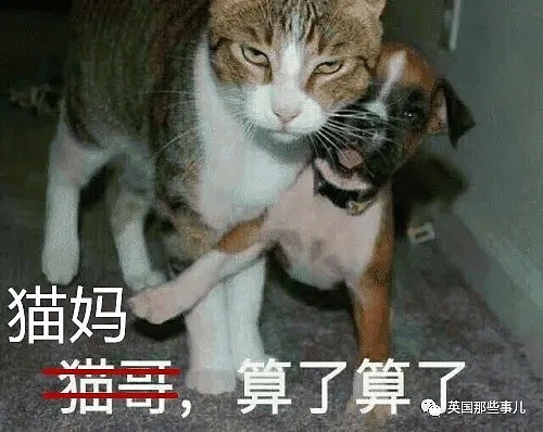 大叔遛狗不小心惊动流浪猫妈，连裤子都被猫扒了，整个屁股都露了出来！（视频/组图） - 7