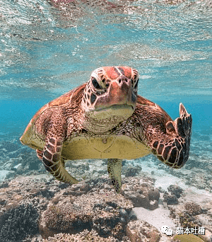 2020搞笑野生动物摄影奖出炉，澳洲一只竖中指的海龟赢得冠军（组图） - 2