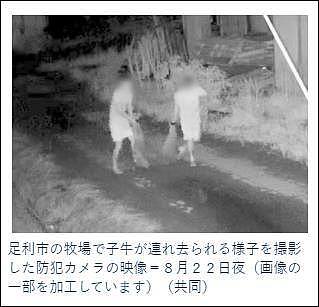 足利市牧场监控摄像拍到两名犯人夜间偷窃小牛