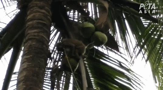 抵制椰农训练“猴子奴隶” ，Costco宣布停止从泰国进口椰子制品（视频/组图） - 2