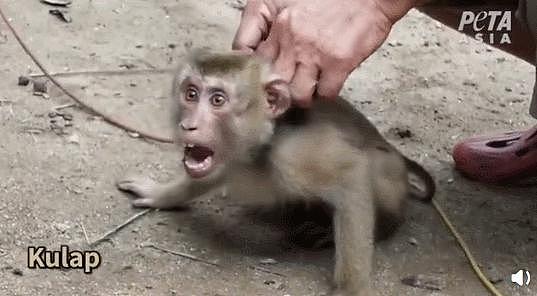 抵制椰农训练“猴子奴隶” ，Costco宣布停止从泰国进口椰子制品（视频/组图） - 1