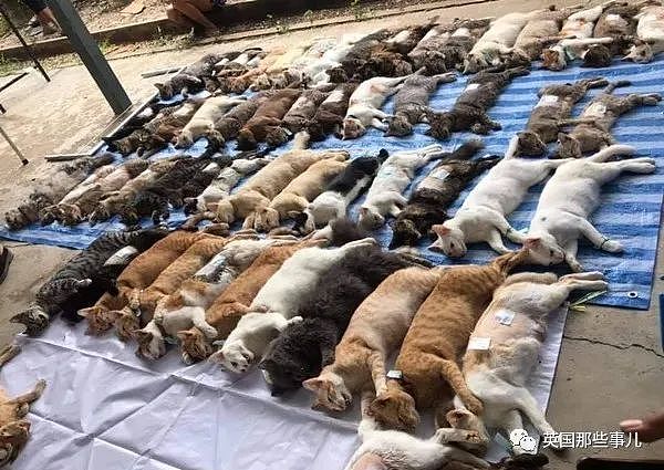 上百只猫咪集体绝育后整整齐齐码在地上…场面太壮观啊！（组图） - 10