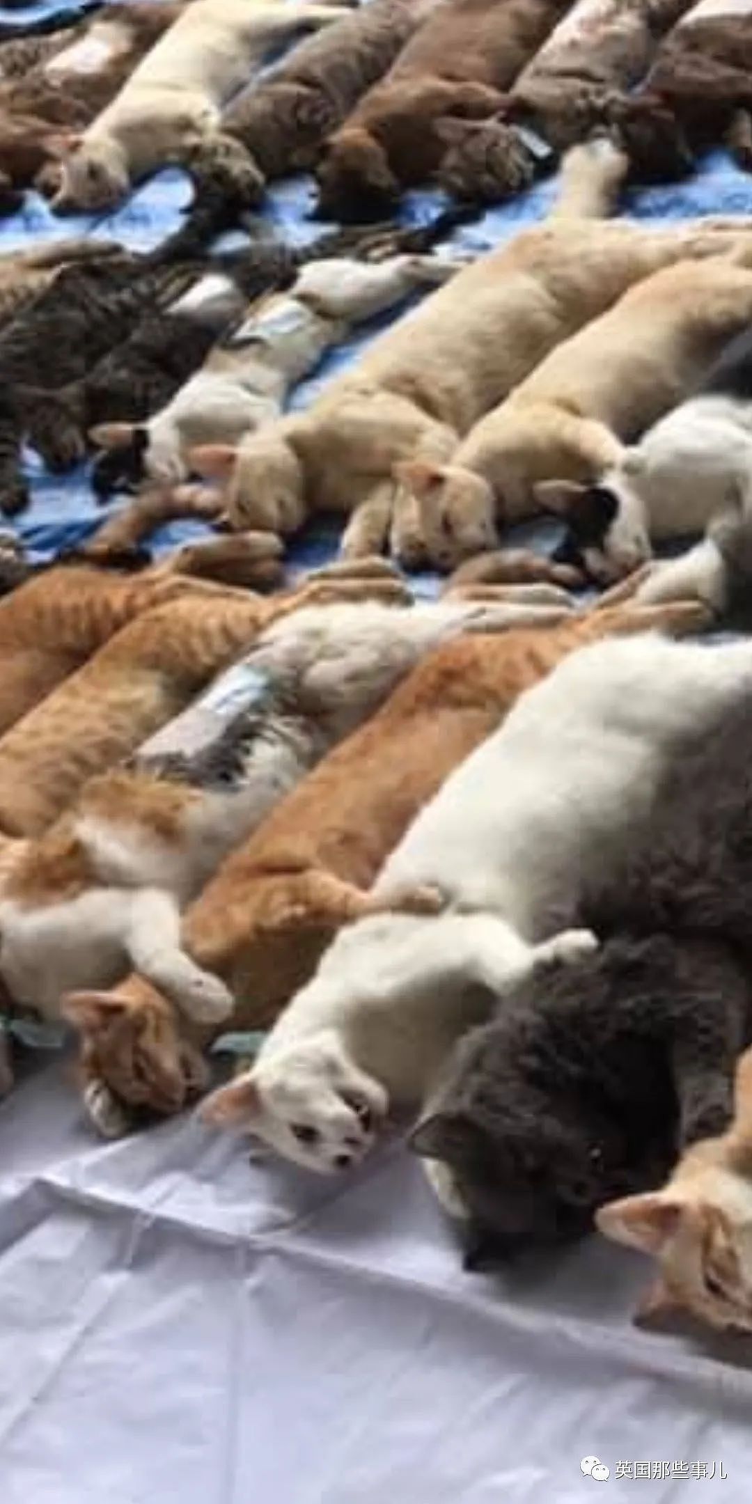 上百只猫咪集体绝育后整整齐齐码在地上…场面太壮观啊！（组图） - 12