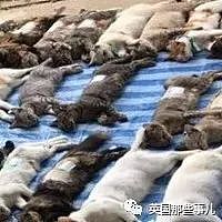 上百只猫咪集体绝育后整整齐齐码在地上…场面太壮观啊！（组图） - 15