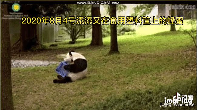 大熊猫疑遭美国动物园虐待，网友怒：把国宝接回中国！（组图） - 4