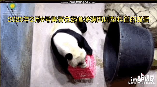 大熊猫疑遭美国动物园虐待，网友怒：把国宝接回中国！（组图） - 1