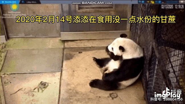 大熊猫疑遭美国动物园虐待，网友怒：把国宝接回中国！（组图） - 2