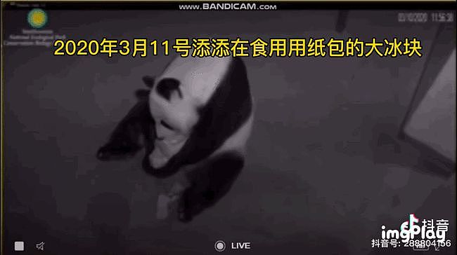 大熊猫疑遭美国动物园虐待，网友怒：把国宝接回中国！（组图） - 3