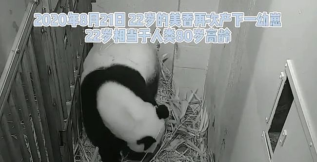 大熊猫疑遭美国动物园虐待，网友怒：把国宝接回中国！（组图） - 7