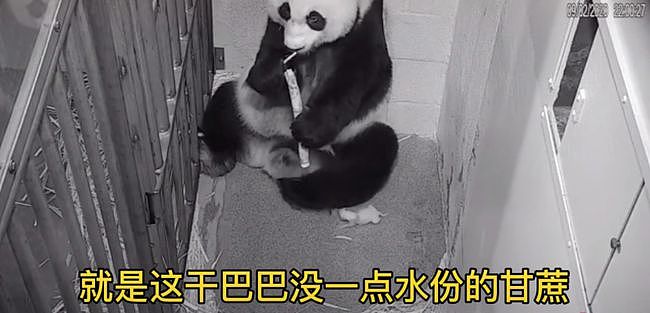 大熊猫疑遭美国动物园虐待，网友怒：把国宝接回中国！（组图） - 8