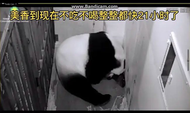 大熊猫疑遭美国动物园虐待，网友怒：把国宝接回中国！（组图） - 9