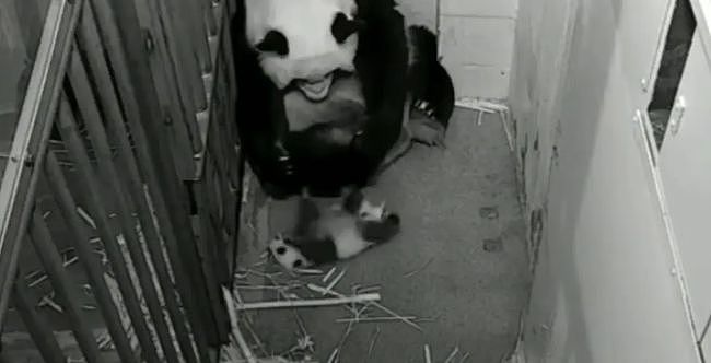 大熊猫疑遭美国动物园虐待，网友怒：把国宝接回中国！（组图） - 10