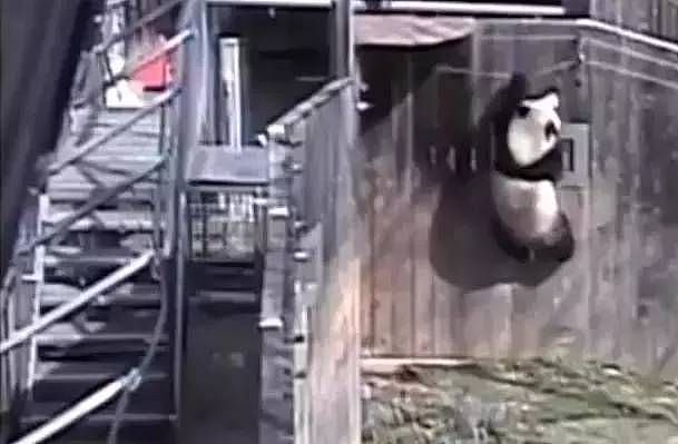 大熊猫疑遭美国动物园虐待，网友怒：把国宝接回中国！（组图） - 15