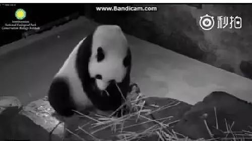 大熊猫疑遭美国动物园虐待，网友怒：把国宝接回中国！（组图） - 16