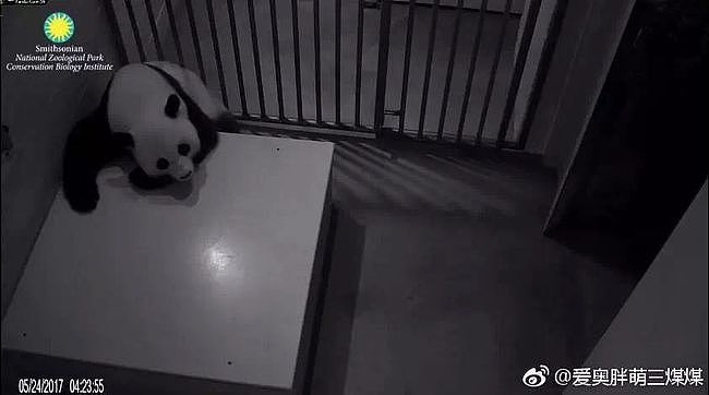 大熊猫疑遭美国动物园虐待，网友怒：把国宝接回中国！（组图） - 18