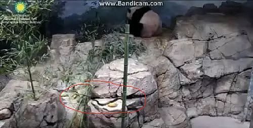 大熊猫疑遭美国动物园虐待，网友怒：把国宝接回中国！（组图） - 19