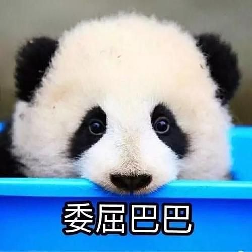 大熊猫疑遭美国动物园虐待，网友怒：把国宝接回中国！（组图） - 25
