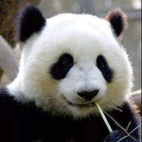 大熊猫疑遭美国动物园虐待，网友怒：把国宝接回中国！（组图） - 26