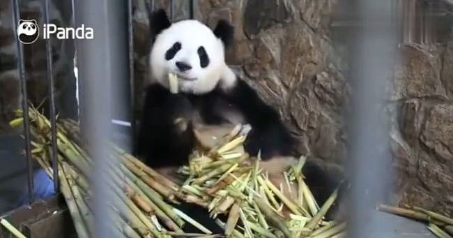 大熊猫疑遭美国动物园虐待，网友怒：把国宝接回中国！（组图） - 27