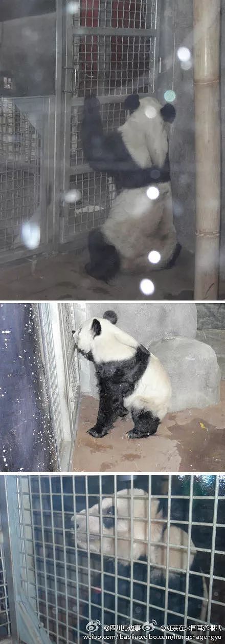 大熊猫疑遭美国动物园虐待，网友怒：把国宝接回中国！（组图） - 29