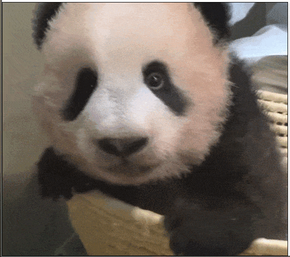 大熊猫疑遭美国动物园虐待，网友怒：把国宝接回中国！（组图） - 30