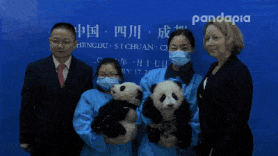 大熊猫疑遭美国动物园虐待，网友怒：把国宝接回中国！（组图） - 31