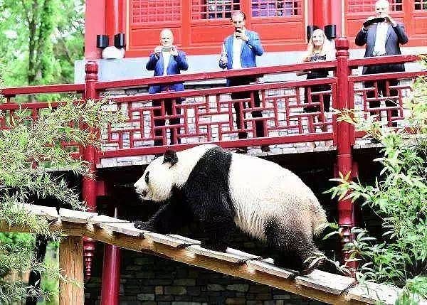 大熊猫疑遭美国动物园虐待，网友怒：把国宝接回中国！（组图） - 36