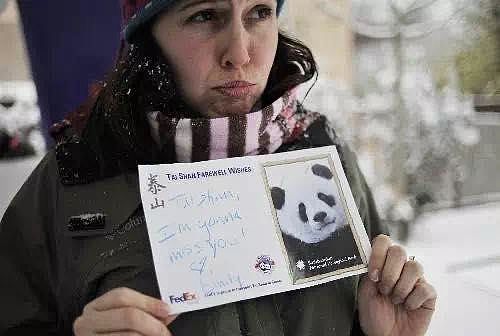 大熊猫疑遭美国动物园虐待，网友怒：把国宝接回中国！（组图） - 37