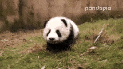 大熊猫疑遭美国动物园虐待，网友怒：把国宝接回中国！（组图） - 40