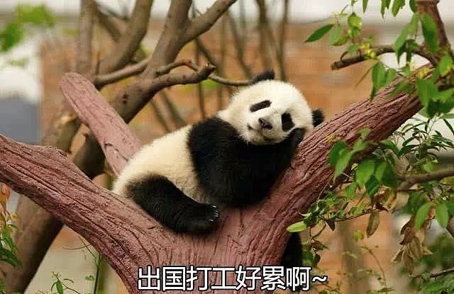 大熊猫疑遭美国动物园虐待，网友怒：把国宝接回中国！（组图） - 41