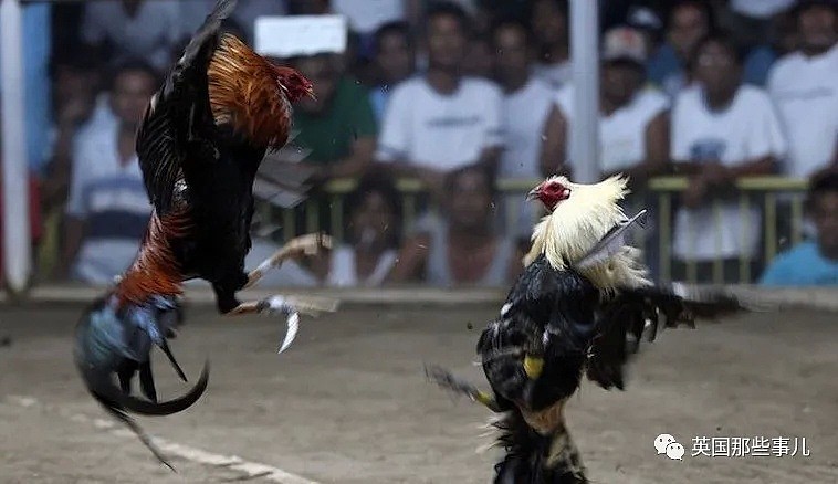 警察执法却被一只鸡杀死，这离奇死因，却是菲律宾残酷斗鸡的冰山一角...（组图） - 12