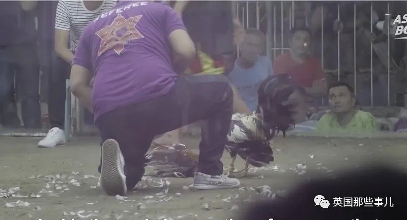 警察执法却被一只鸡杀死，这离奇死因，却是菲律宾残酷斗鸡的冰山一角...（组图） - 14