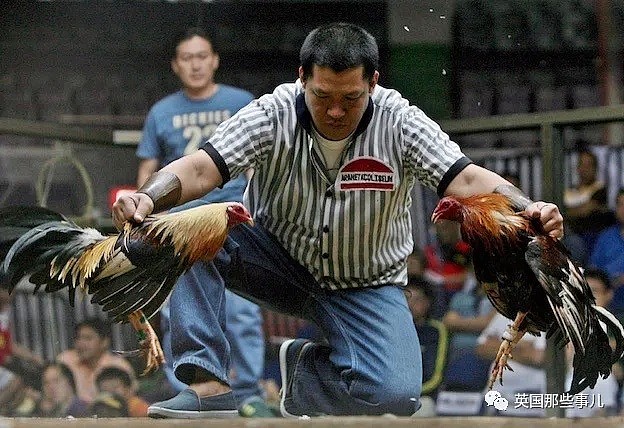 警察执法却被一只鸡杀死，这离奇死因，却是菲律宾残酷斗鸡的冰山一角...（组图） - 19