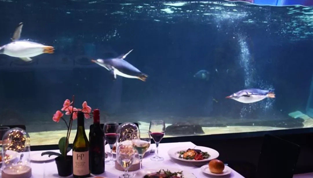 墨尔本海底世界主题餐厅明日上线！刷新墨尔本最贵餐厅记录（组图） - 8