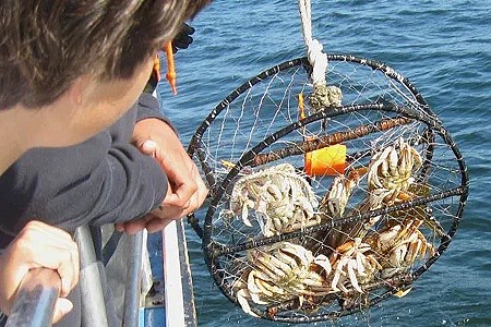 一起去赶海！抓螃蟹、挖PIPI、捞鲍鱼…墨尔本鲜吃海鲜全攻略，让你吃个饱（组图） - 8