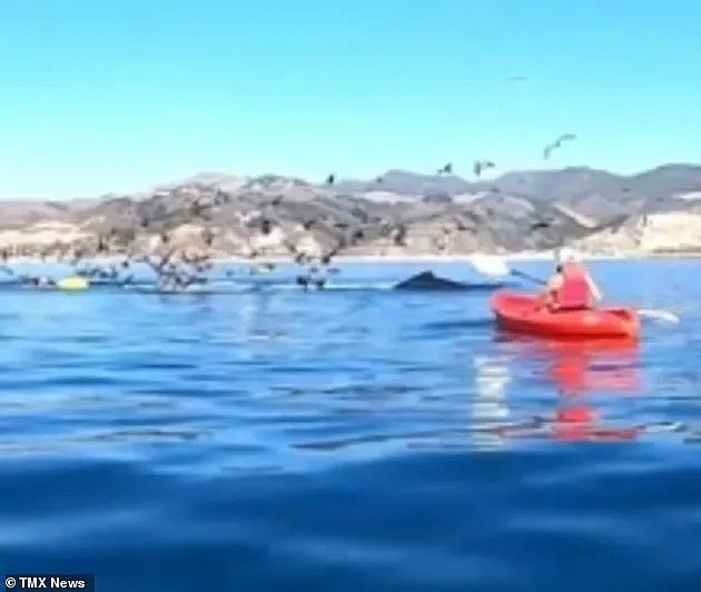 惊悚奇遇！两女子海上被鲸鱼一口吞进肚里，数秒后逃出生天（组图） - 3
