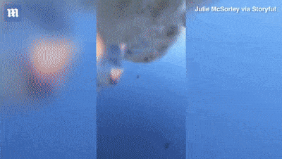 惊悚奇遇！两女子海上被鲸鱼一口吞进肚里，数秒后逃出生天（组图） - 8