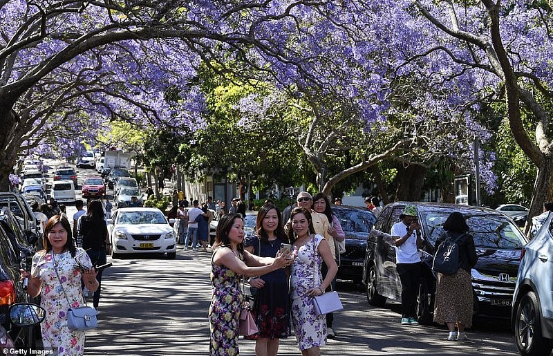 绝美蓝花楹盛开，悉尼居民却怒了！上百游人蜂拥而至，凹造型拍照阻塞交通（视频/组图） - 2
