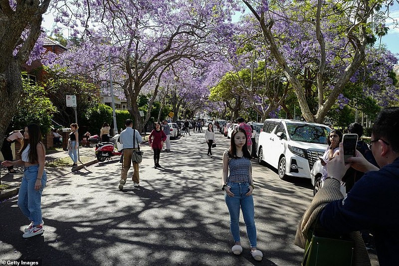 绝美蓝花楹盛开，悉尼居民却怒了！上百游人蜂拥而至，凹造型拍照阻塞交通（视频/组图） - 3
