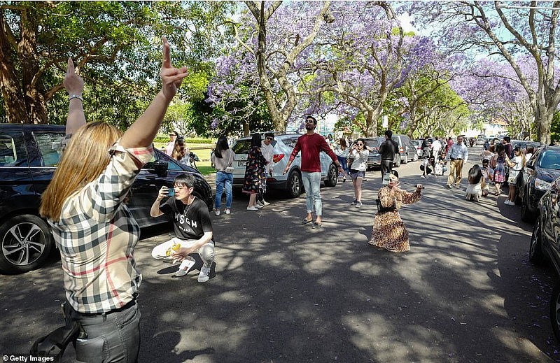 绝美蓝花楹盛开，悉尼居民却怒了！上百游人蜂拥而至，凹造型拍照阻塞交通（视频/组图） - 5