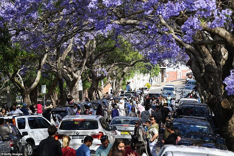 绝美蓝花楹盛开，悉尼居民却怒了！上百游人蜂拥而至，凹造型拍照阻塞交通（视频/组图） - 6
